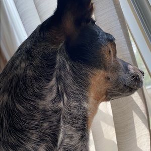 Meet your Posher, Cassidy